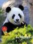 Preview: Entdecke die Pandas
